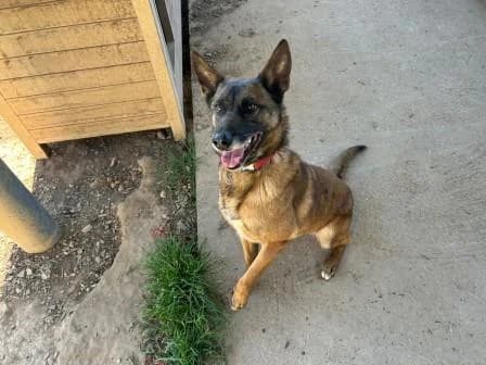 Octopus, FAUVE CHARBONNEE female 7yo Belgian Malinois for adoption at Animaux Secours, Lille