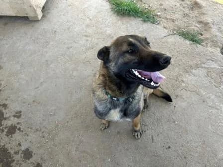 Rocky, FAUVE male young Belgian Malinois for adoption at Animaux Secours, Lille