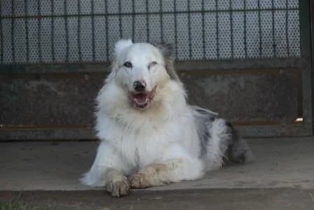 Muki, SABLE - BLEU MERLE male Australian Shepherd for adoption at Animaux Secours, Lille