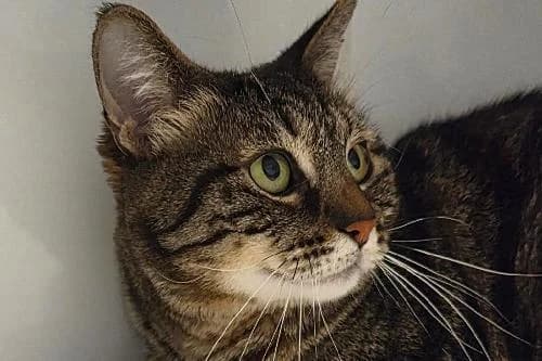 Tigrou, TABY POINT male 5yo mixed breed for adoption at Animaux Secours, Lille