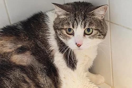 Voyou, TIGRE ET BLANC male mixed breed for adoption at Animaux Secours, Lille