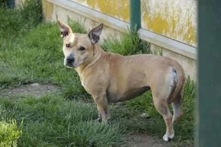 Princesse, MARRON female 6yo Basset Hound for adoption at Animaux Secours, Lille
