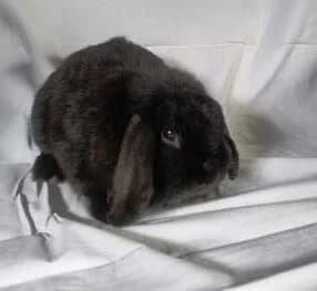 Nounouille, NOIRE male mixed breed for adoption at Animaux Secours, Lille