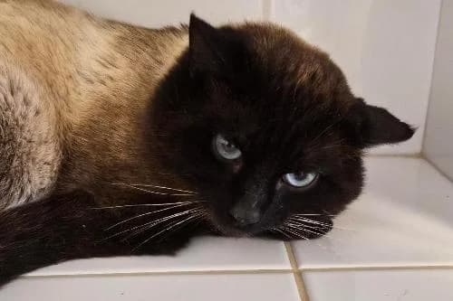 Boulgour, SEAL POINT male Siamese for adoption at Animaux Secours, Lille