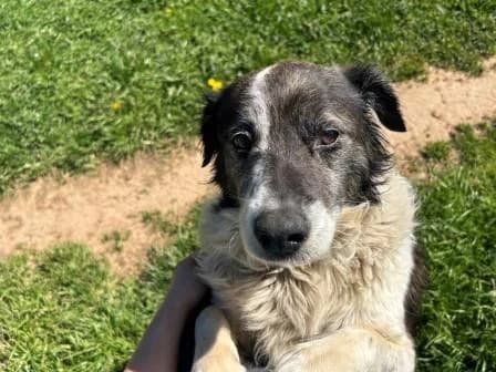 Hardy, NOIRE ET BLANCHE male senior Australian Shepherd for adoption at Animaux Secours, Lille