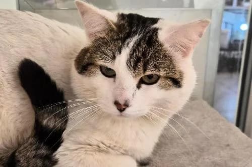 Azrael, BLANC ET TIGRE male mixed breed for adoption at Animaux Secours, Lille