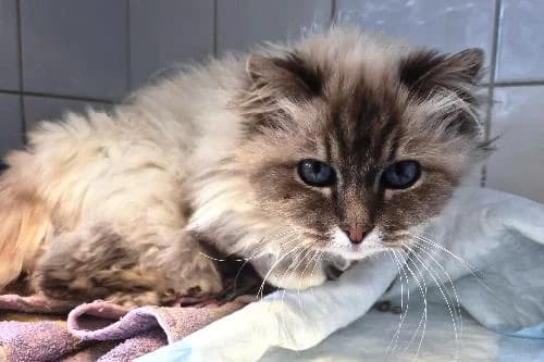 Illona, TABY POINT female senior Birman for adoption at Animaux Secours, Lille