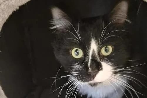 Domino, NOIRE ET BLANCHE male young mixed breed for adoption at Animaux Secours, Lille