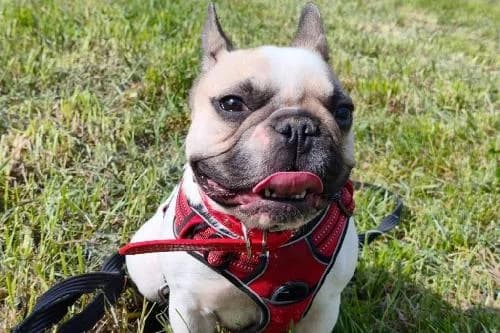 Ayumi, FAUVE ET BLANC female young French Bulldog for adoption at Animaux Secours, Lille