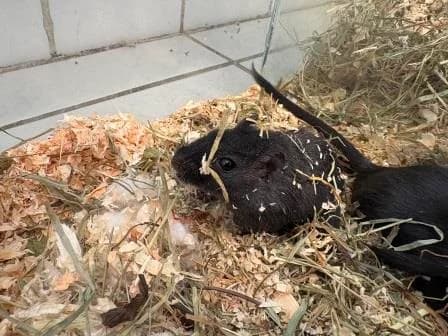 Shizune, NOIRE female mixed breed for adoption at Animaux Secours, Lille
