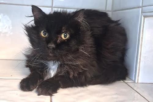 Popeye, NOIRE male 7yo mixed breed for adoption at Animaux Secours, Lille