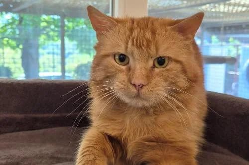 Rubis, ROUX male 4yo mixed breed for adoption at Animaux Secours, Lille