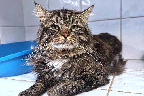 Ray, TIGRE male 3yo mixed breed for adoption at Animaux Secours, Lille