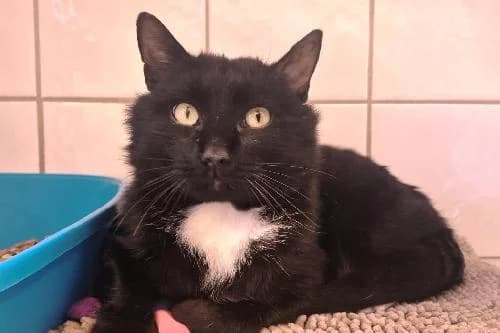 Oscar, NOIRE ET BLANCHE male 3yo mixed breed for adoption at Animaux Secours, Lille