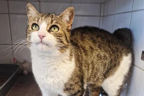 Halo, TIGRE - BLANC female 5yo mixed breed for adoption at Animaux Secours, Lille