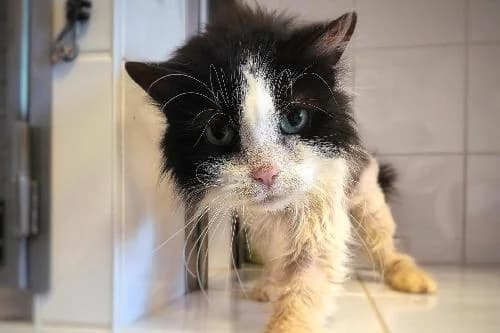Franklin, NOIRE ET BLANCHE male senior mixed breed for adoption at Animaux Secours, Lille