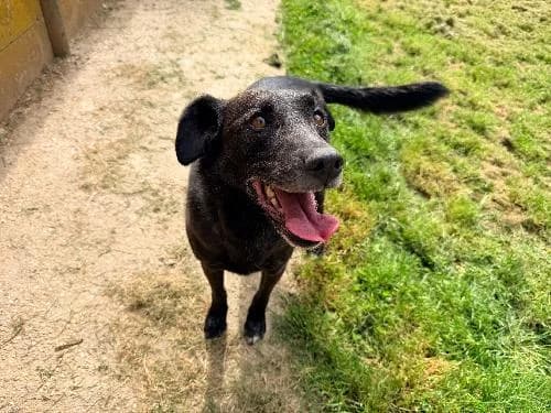 Zuca, MARRON male senior Labrador Retriever for adoption at Animaux Secours, Lille
