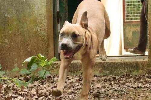 Kaila, MARRON ET BLANCHE female puppy Staffordshire Bull Terrier for adoption at Animaux Secours, Lille