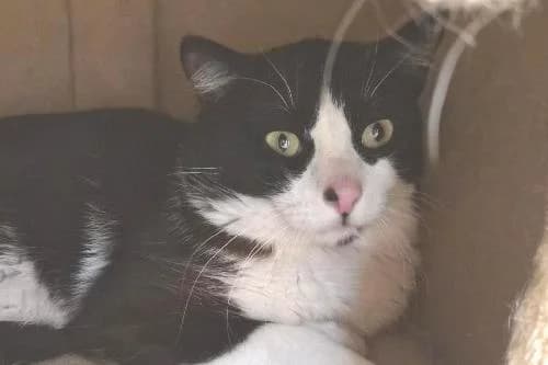Simba, NOIRE ET BLANCHE male young mixed breed for adoption at Animaux Secours, Lille