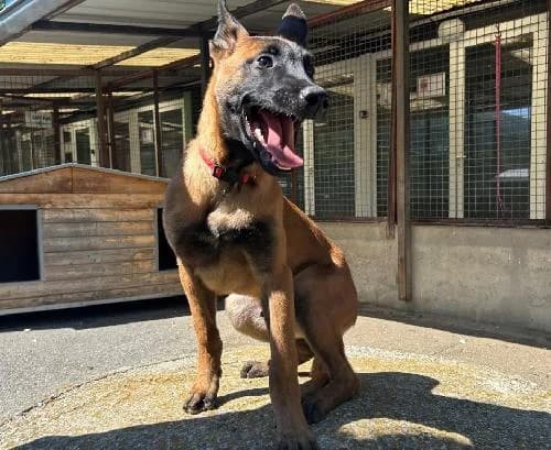 Boris, FAUVE male puppy Belgian Malinois for adoption at Animaux Secours, Lille