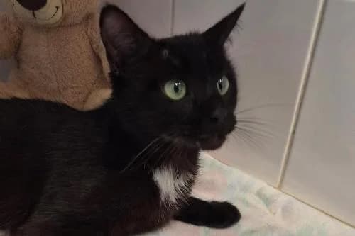 Channel, NOIRE ET BLANCHE female young mixed breed for adoption at Animaux Secours, Lille