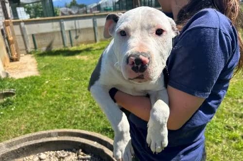 Atchoum, GRIS ET BLANC male puppy Staffordshire Bull Terrier for adoption at Animaux Secours, Lille
