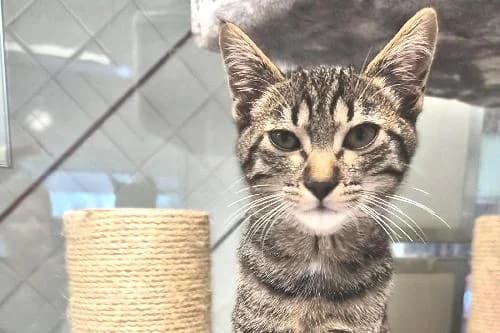 Milou, TIGRE male puppy mixed breed for adoption at Animaux Secours, Lille
