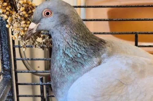 Tia, female mixed breed for adoption at Animaux Secours, Lille