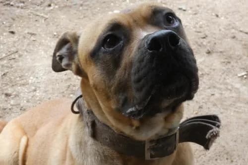 Draegon dit ripper, MARRON male 7yo mixed breed for adoption at Animaux Secours, Lille