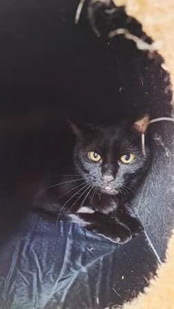 Ulysse, NOIRE male 6yo mixed breed for adoption at Animaux Secours, Lille