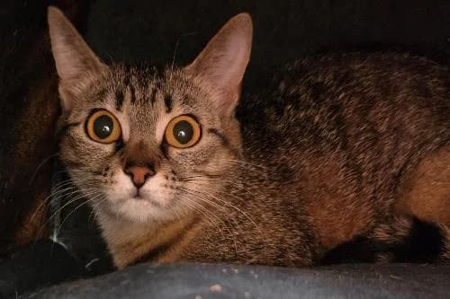Caramel, TIGRE female young mixed breed for adoption at Animaux Secours, Lille