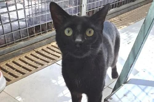 Kayo, NOIRE male young mixed breed for adoption at Animaux Secours, Lille