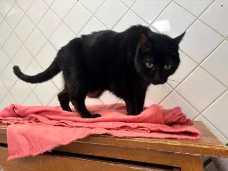 Onyx, NOIRE male senior mixed breed for adoption at Animaux Secours, Lille