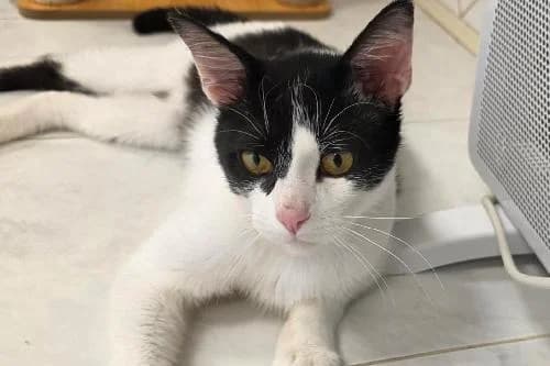 Pablo, NOIRE ET BLANCHE male 4yo mixed breed for adoption at Animaux Secours, Lille