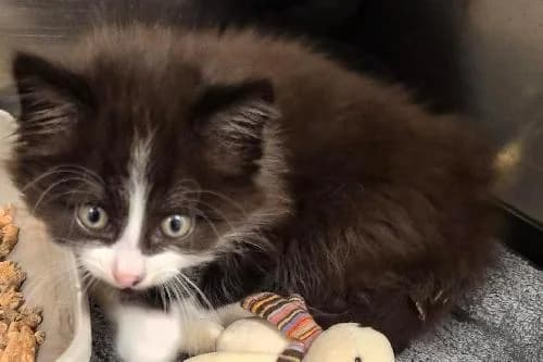 Chiffon, NOIRE ET BLANCHE male puppy mixed breed for adoption at Animaux Secours, Lille