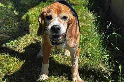 Rex, TRICOLORE male senior Beagle for adoption at Animaux Secours, Lille