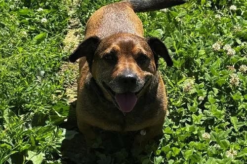 Nouky, FAUVE CHARBONNEE male senior French Bulldog for adoption at Animaux Secours, Lille