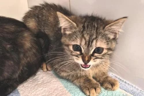 Saturne, TIGRE female puppy mixed breed for adoption at Animaux Secours, Lille