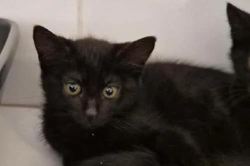 Haumea, NOIRE female puppy mixed breed for adoption at Animaux Secours, Lille