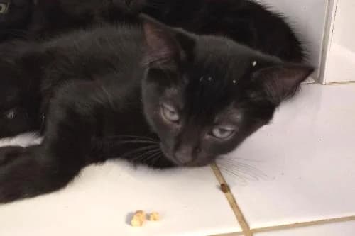 Neptune, NOIRE female puppy mixed breed for adoption at Animaux Secours, Lille