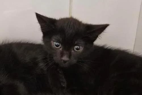 Ceres, NOIRE female puppy mixed breed for adoption at Animaux Secours, Lille