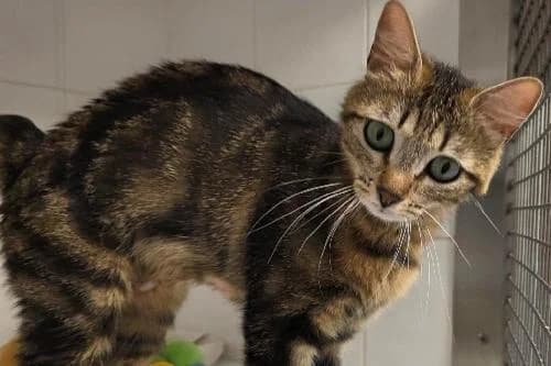 Galaxy, ECAILLE female young mixed breed for adoption at Animaux Secours, Lille