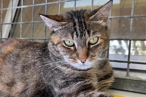 Surprise, TIGRE female 3yo mixed breed for adoption at Animaux Secours, Lille