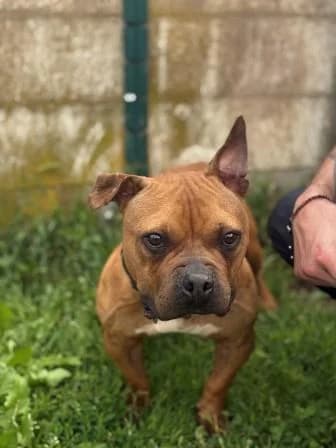 Romy, FAUVE female 5yo mixed breed for adoption at Animaux Secours, Lille