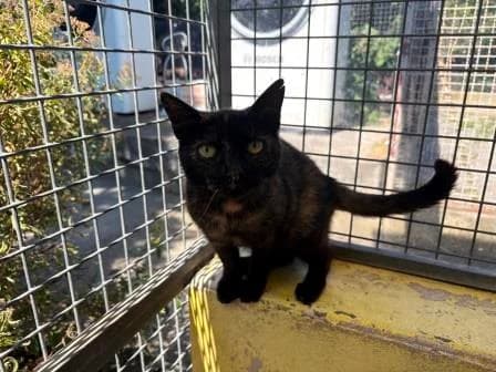 Etoile, ECAILLE female 3yo mixed breed for adoption at Animaux Secours, Lille