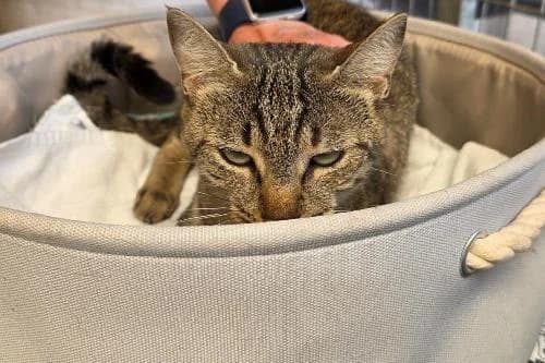 Anaele, TIGRE female puppy mixed breed for adoption at Animaux Secours, Lille