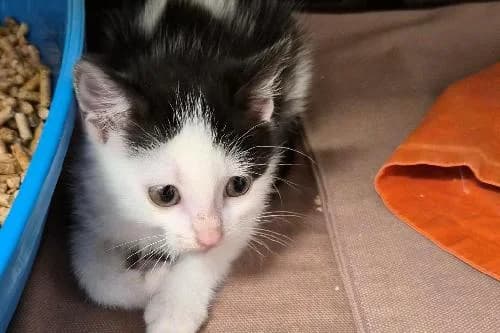 Pepite, NOIRE ET BLANCHE female puppy mixed breed for adoption at Animaux Secours, Lille