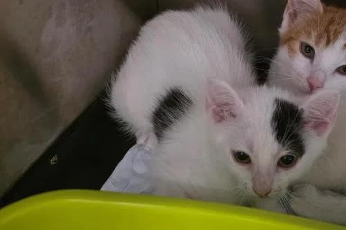Aaron, BLANC ET NOIR male puppy mixed breed for adoption at Animaux Secours, Lille