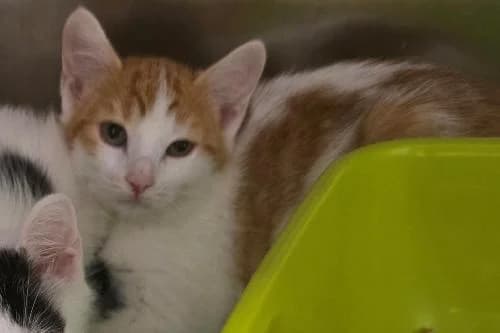 Slouby, ROUX ET BLANC female puppy mixed breed for adoption at Animaux Secours, Lille