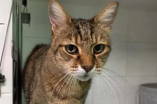 Nesquik, TIGRE male senior mixed breed for adoption at Animaux Secours, Lille